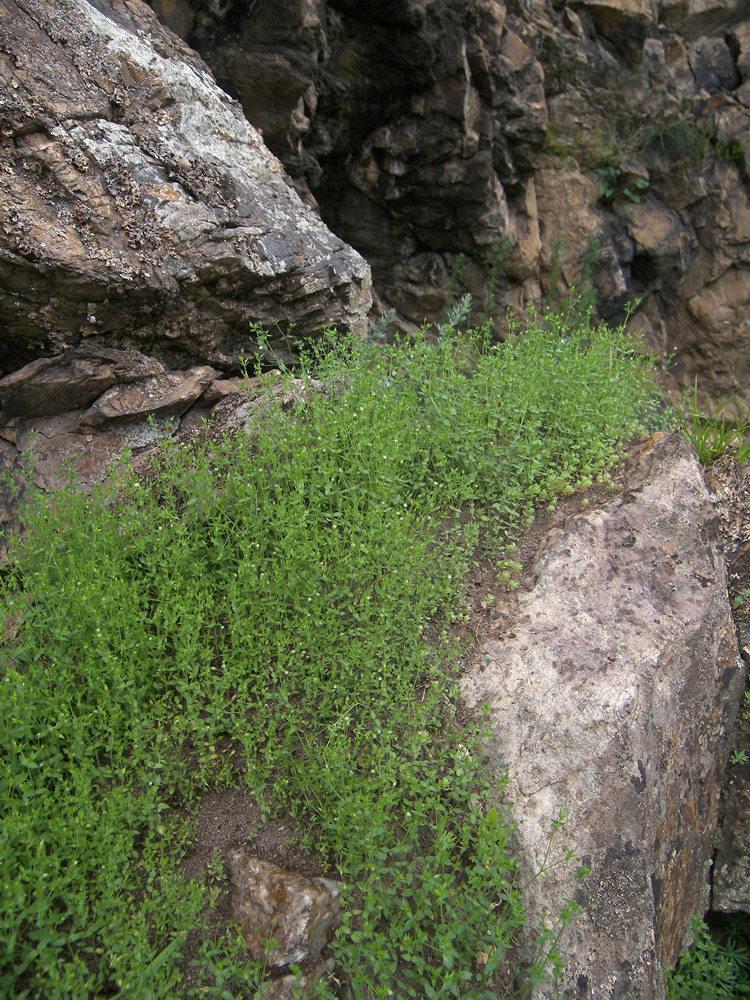 Image of Arenaria serpyllifolia specimen.