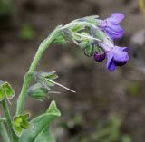 Lindelofia longiflora. Соцветие. Германия, г. Крефельд, Ботанический сад. 06.09.2014.