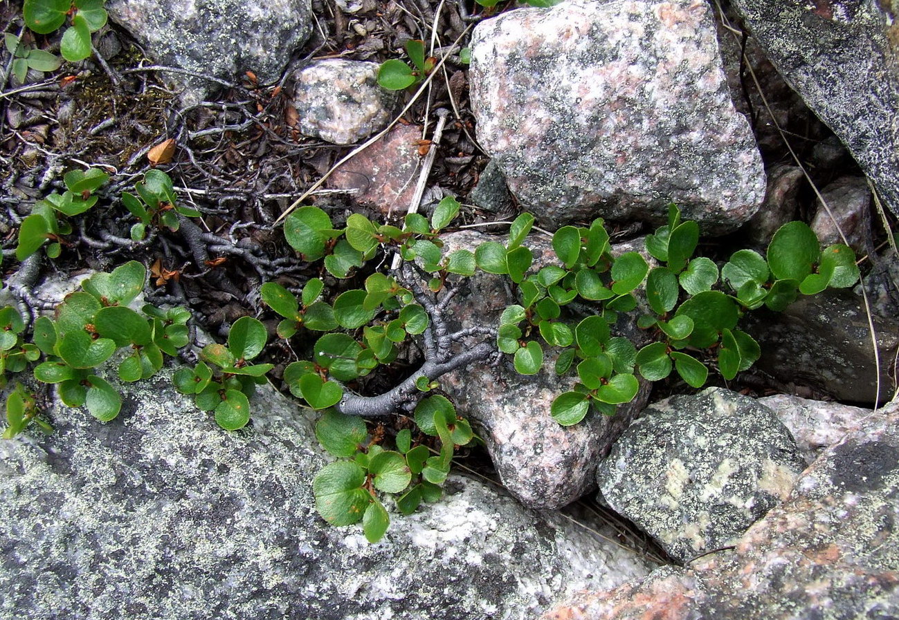 Изображение особи Salix herbacea.