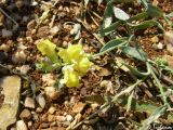 Linaria genistifolia