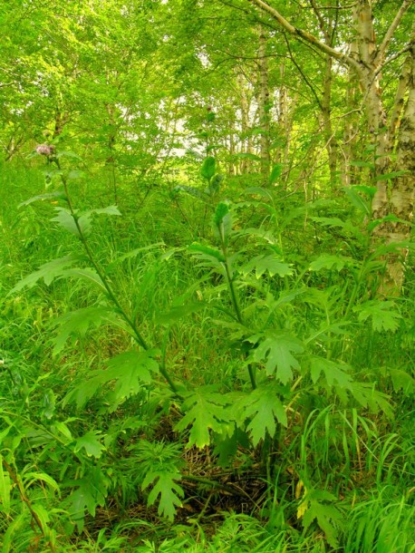 Image of Cirsium kamtschaticum specimen.