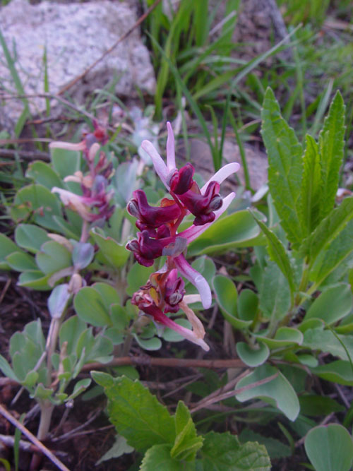 Image of Corydalis ledebouriana specimen.