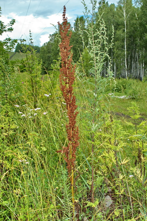 Изображение особи Rumex pseudonatronatus.