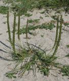 Triglochin maritima. Плодоносящее растение на песчаном морском берегу. Нидерланды, Северное море, остров Схирмонниког. Июль 2006 г.
