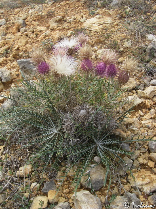 Изображение особи Lamyra echinocephala.