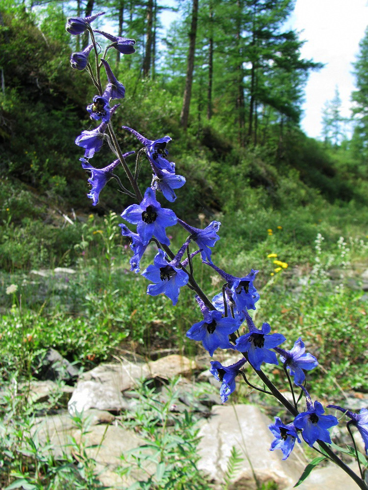 Image of Delphinium elatum specimen.