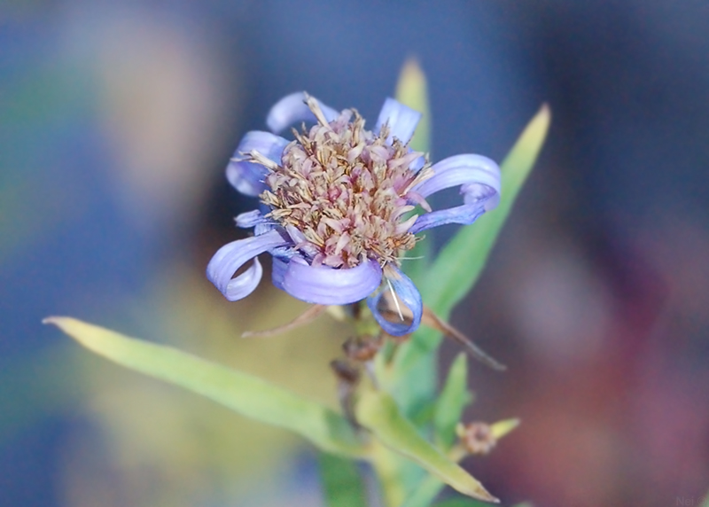 Изображение особи Galatella punctata.