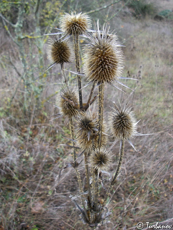 Image of Dipsacus laciniatus specimen.