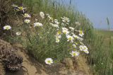 Anthemis ruthenica