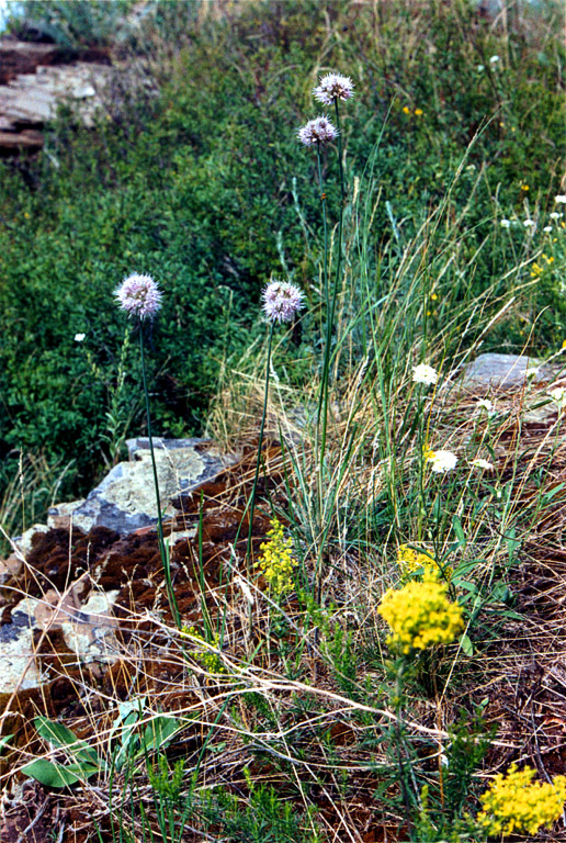 Image of Allium lineare specimen.