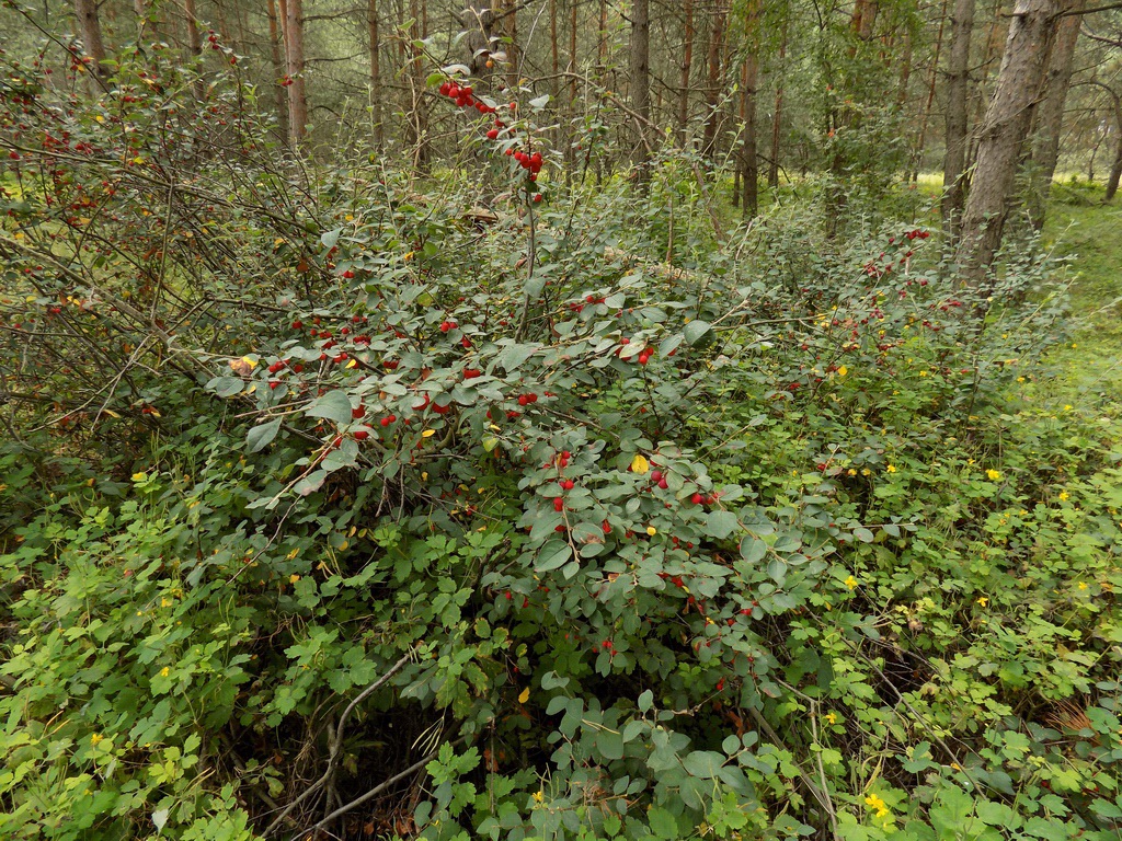Image of Cotoneaster alaunicus specimen.