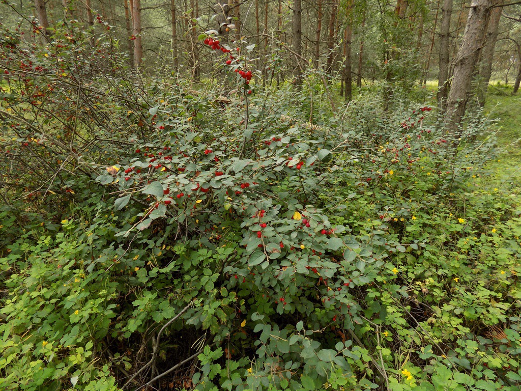 Изображение особи Cotoneaster alaunicus.