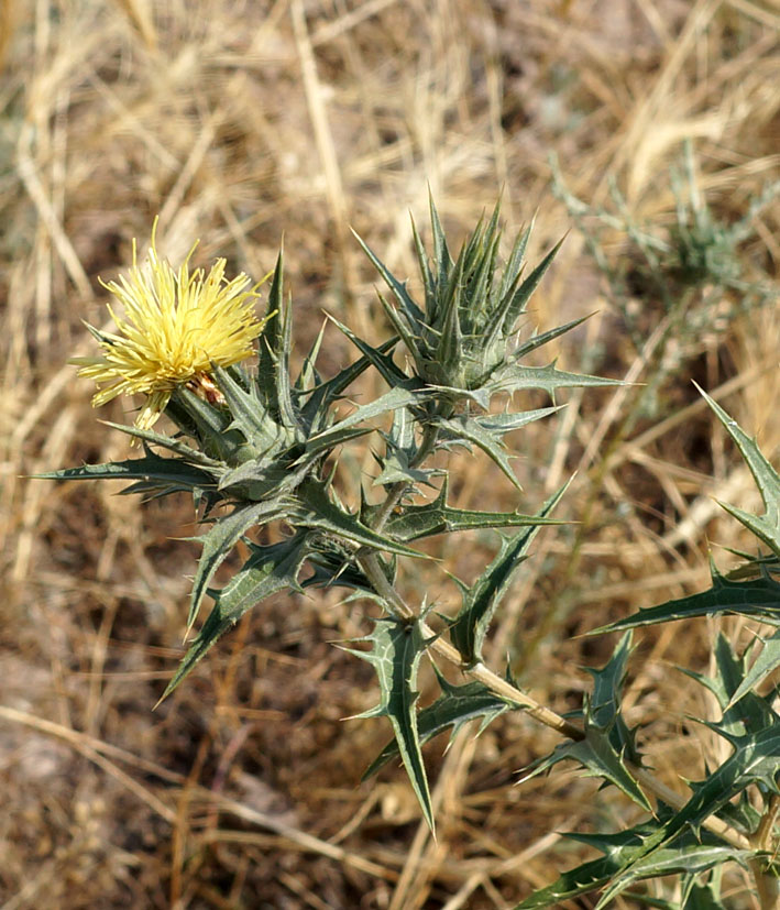 Image of Carthamus × turkestanicus specimen.