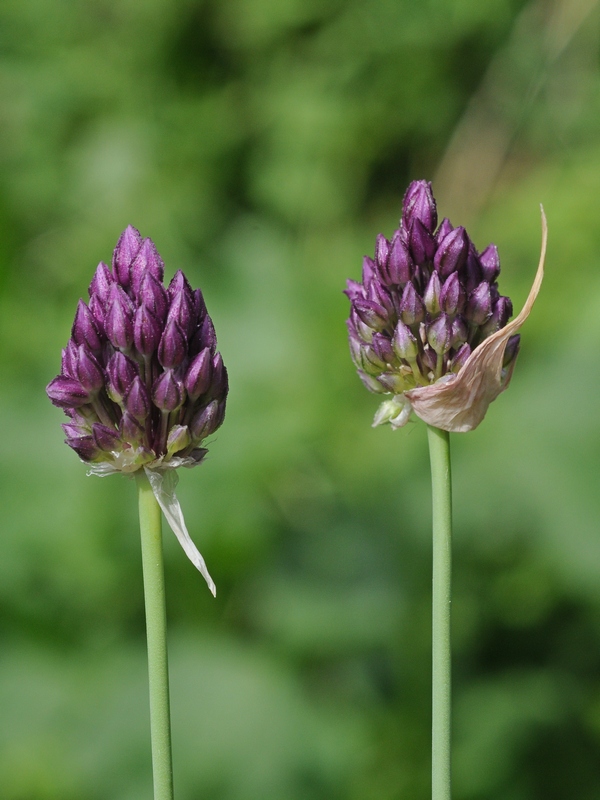 Image of Allium rotundum specimen.