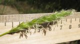 Sesleria alba. Соцветие. Краснодарский край, м/о г. Новороссийск, хр. Маркотх, северный макросклон, у горно-лесной дороги. 04.10.2014.