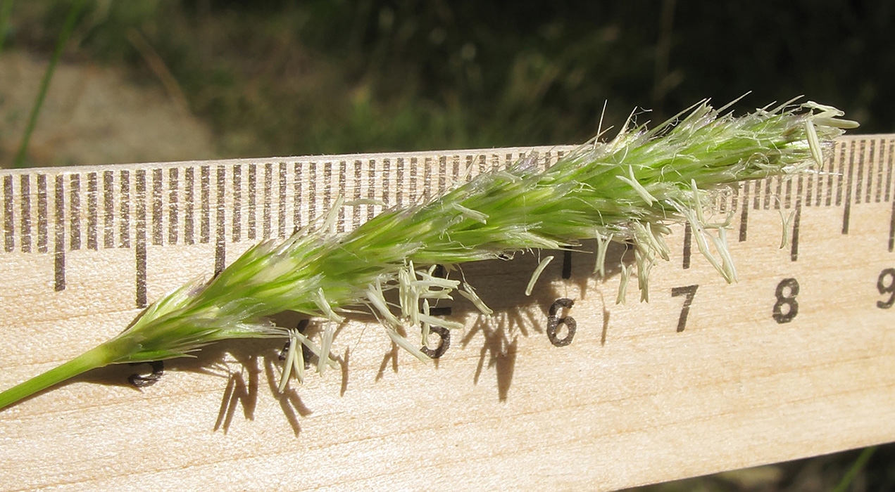 Изображение особи Sesleria alba.