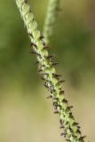 Paspalum dilatatum