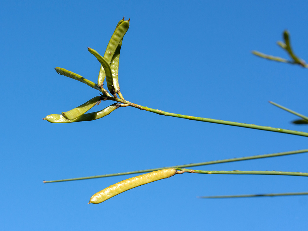 Image of Spartium junceum specimen.