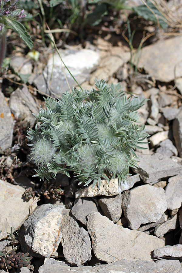 Изображение особи Oxytropis trichocalycina.