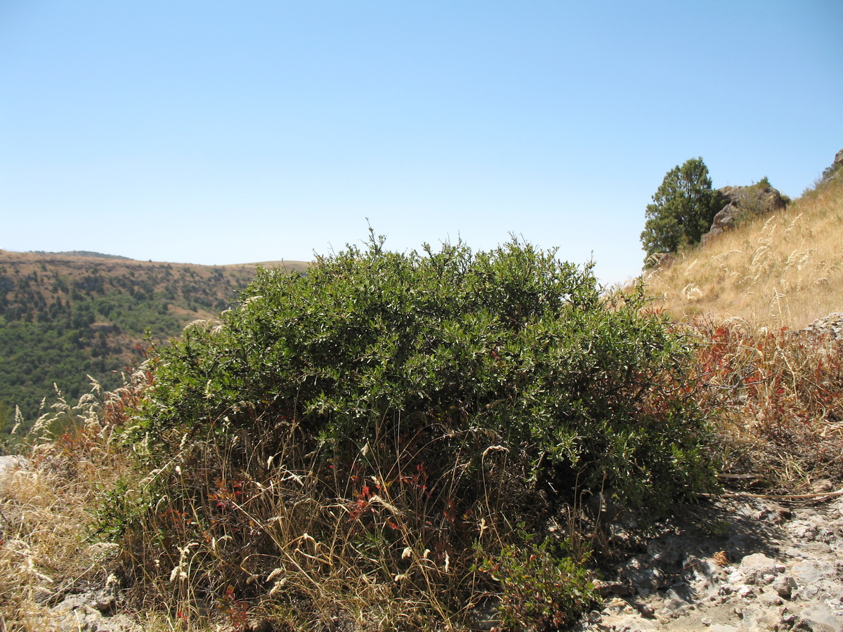 Image of Rhamnus songorica specimen.