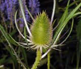Dipsacus fullonum. Верхушка растения с развивающимся соцветием. Московская обл., Раменский р-н, окр. дер. Хрипань, садовый участок. 13.07.2015.