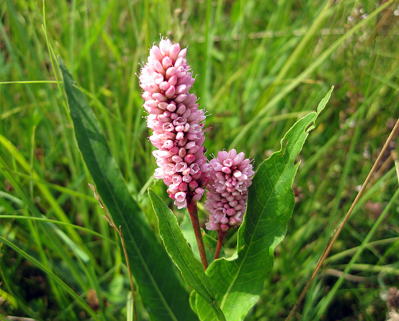 Image of Persicaria amphibia specimen.