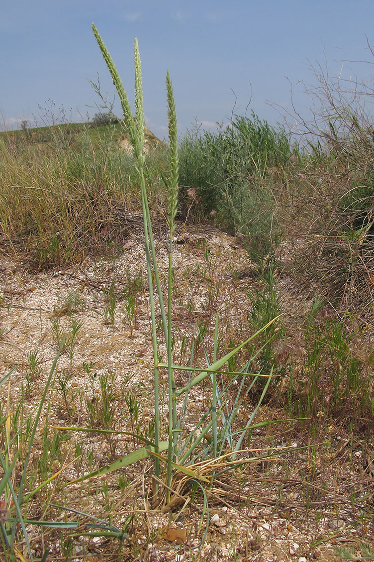 Изображение особи Leymus racemosus ssp. sabulosus.