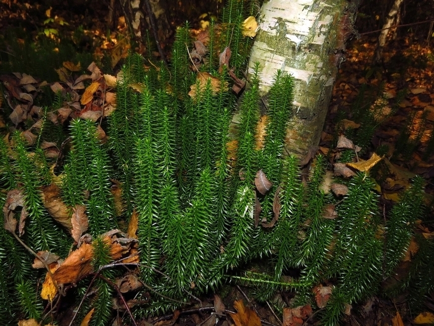 Image of Lycopodium annotinum specimen.