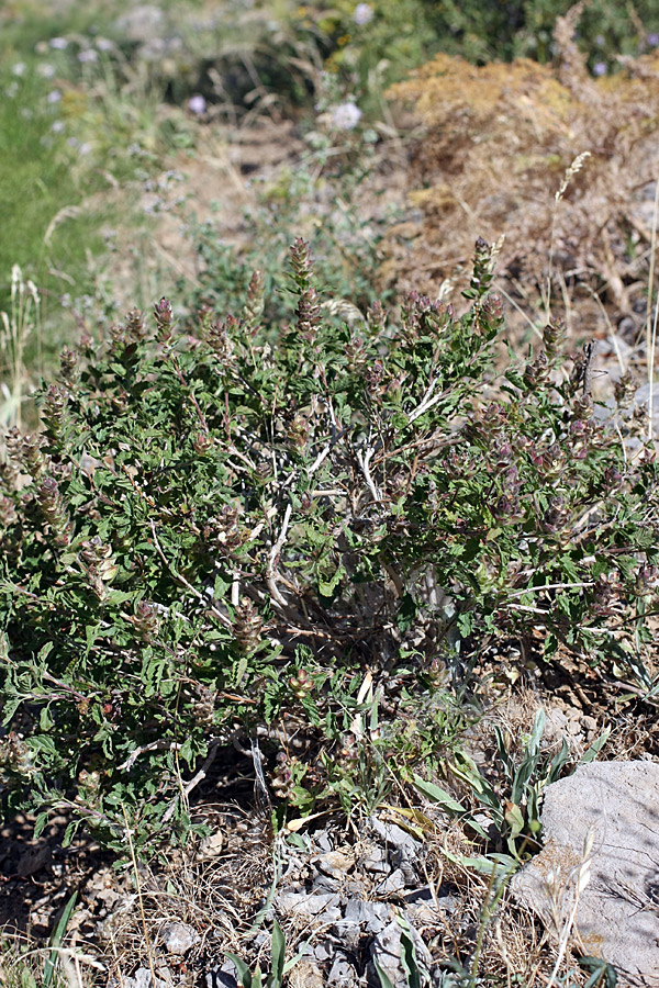 Изображение особи Scutellaria adsurgens.