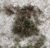 Limonium suffruticosum. Вегетирующий кустарничек c прошлогодними цветоносами на фоне вспученных солей в галоксерофильнокустарничковом солончаке (вверху краснеет отрастающая Frankenia hirsuta; светло-серо-голубой аспект - Artemisia nitrosa + Halimione verrucifera). Казахстан, Павлодарская обл., правый берег Иртыша в 90 км ниже Павлодара, между сс. Теренколь [Качиры, Кашир] и Песчаное; ложбина древнего стока - система оз. Карасу из остаточных полупроточных и самоосадочных бессточных озёр, пухлый гидроморфный солончак на южной кромке котловины высыхающего безымянного озера. 11 июня 2014 г.