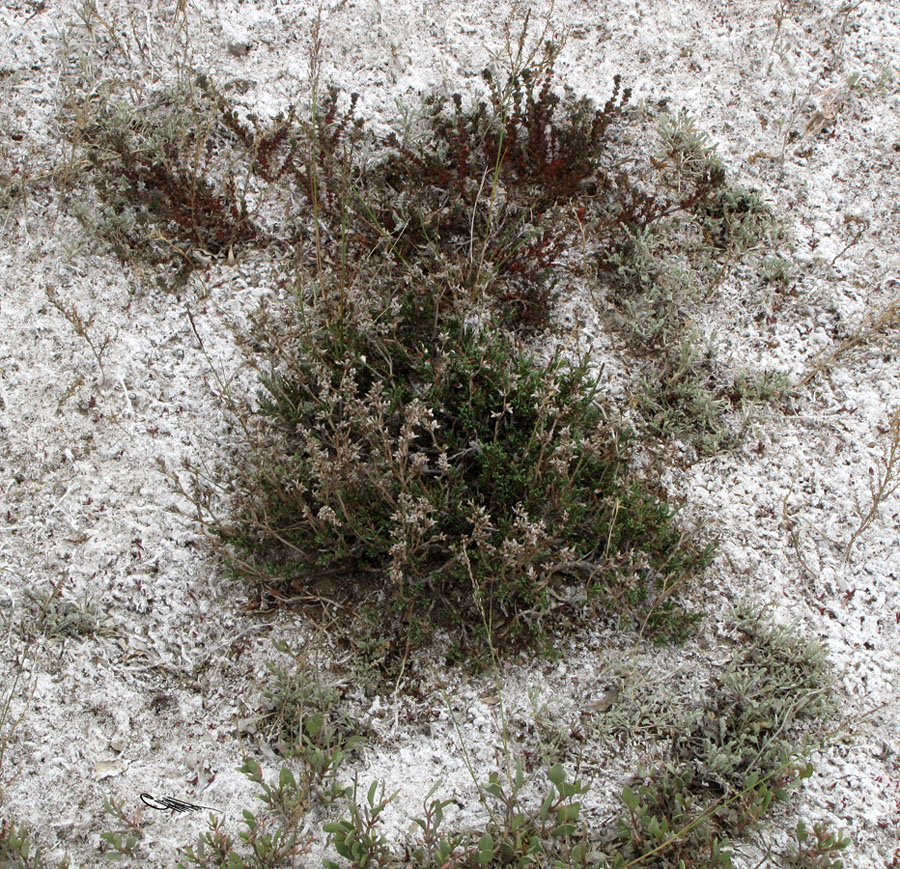 Image of Limonium suffruticosum specimen.