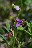 Ophrys oestrifera