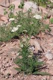 Achillea millefolium