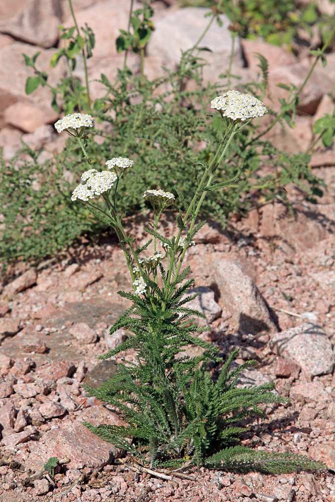 Image of Achillea millefolium specimen.