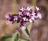 Origanum vulgare