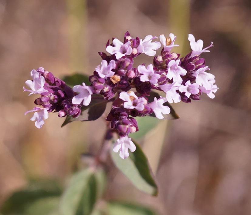 Image of Origanum vulgare specimen.