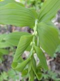 Polygonatum multiflorum. Разворачивающийся побег с бутонами (вид сверху). Днепропетровская обл., балка в верховьях р. Самоткани. 18.04.2009.