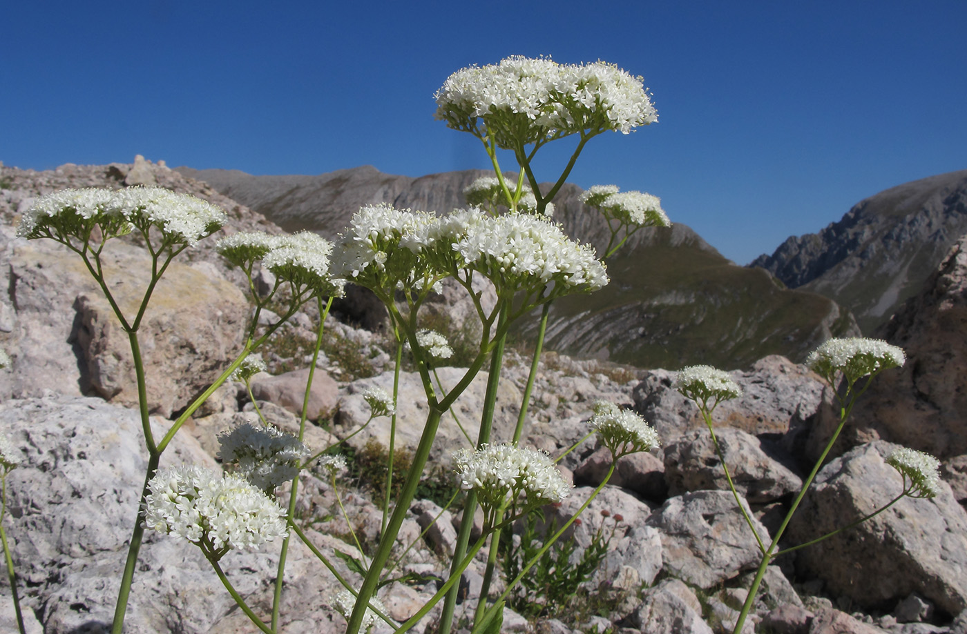 Изображение особи Valeriana alliariifolia.