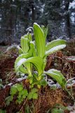 Veratrum lobelianum. Молодые побеги, присыпанные снегом. Бурятия, Байкальский заповедник, нижняя часть северного склона хр. Хамар-Дабан, водораздел рек Осиновка и Ушаковка, темнохвойная тайга. 19.05.2014.