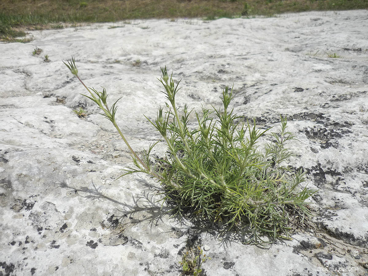 Image of Lomelosia argentea specimen.