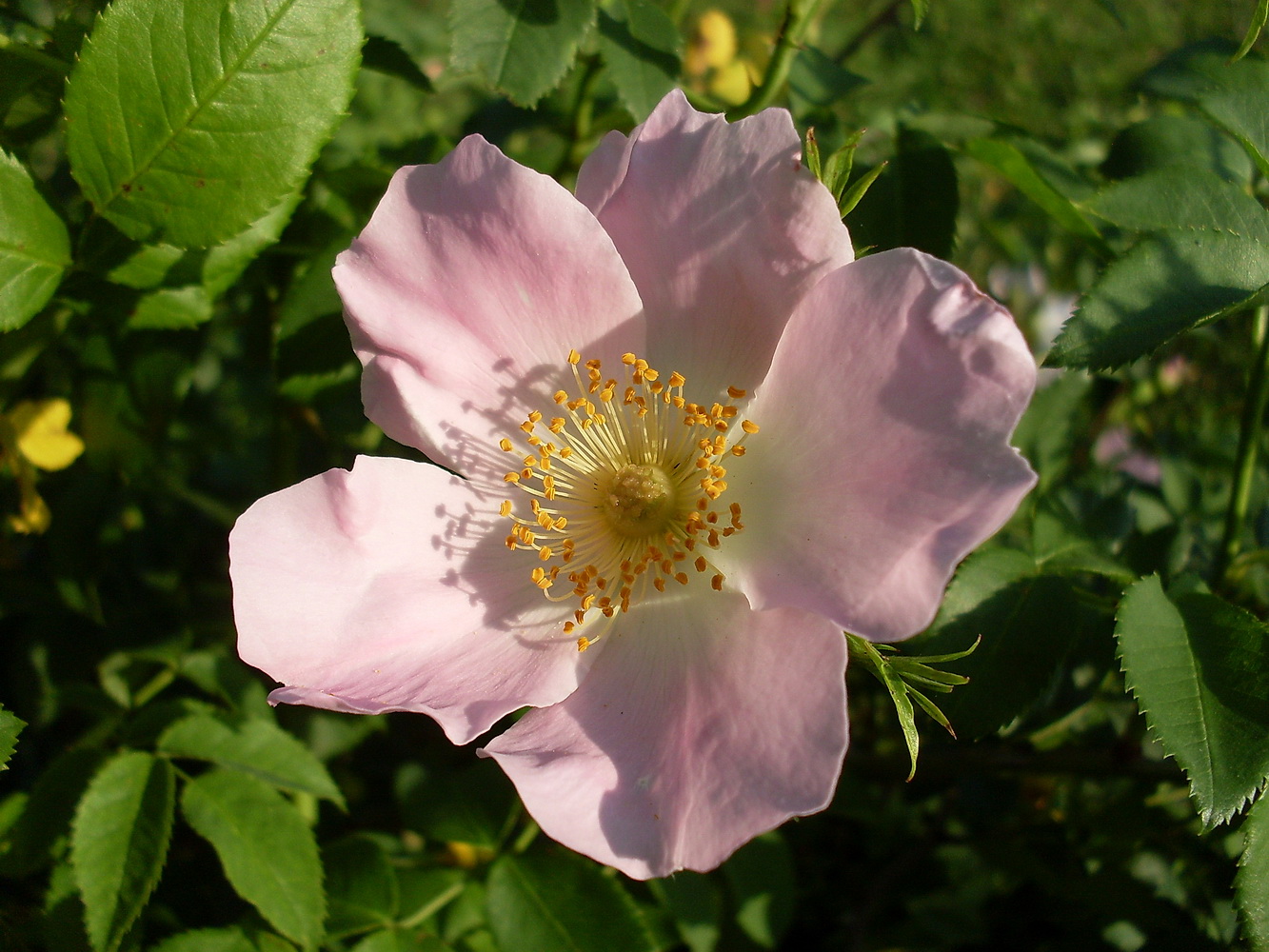 Image of Rosa canina specimen.