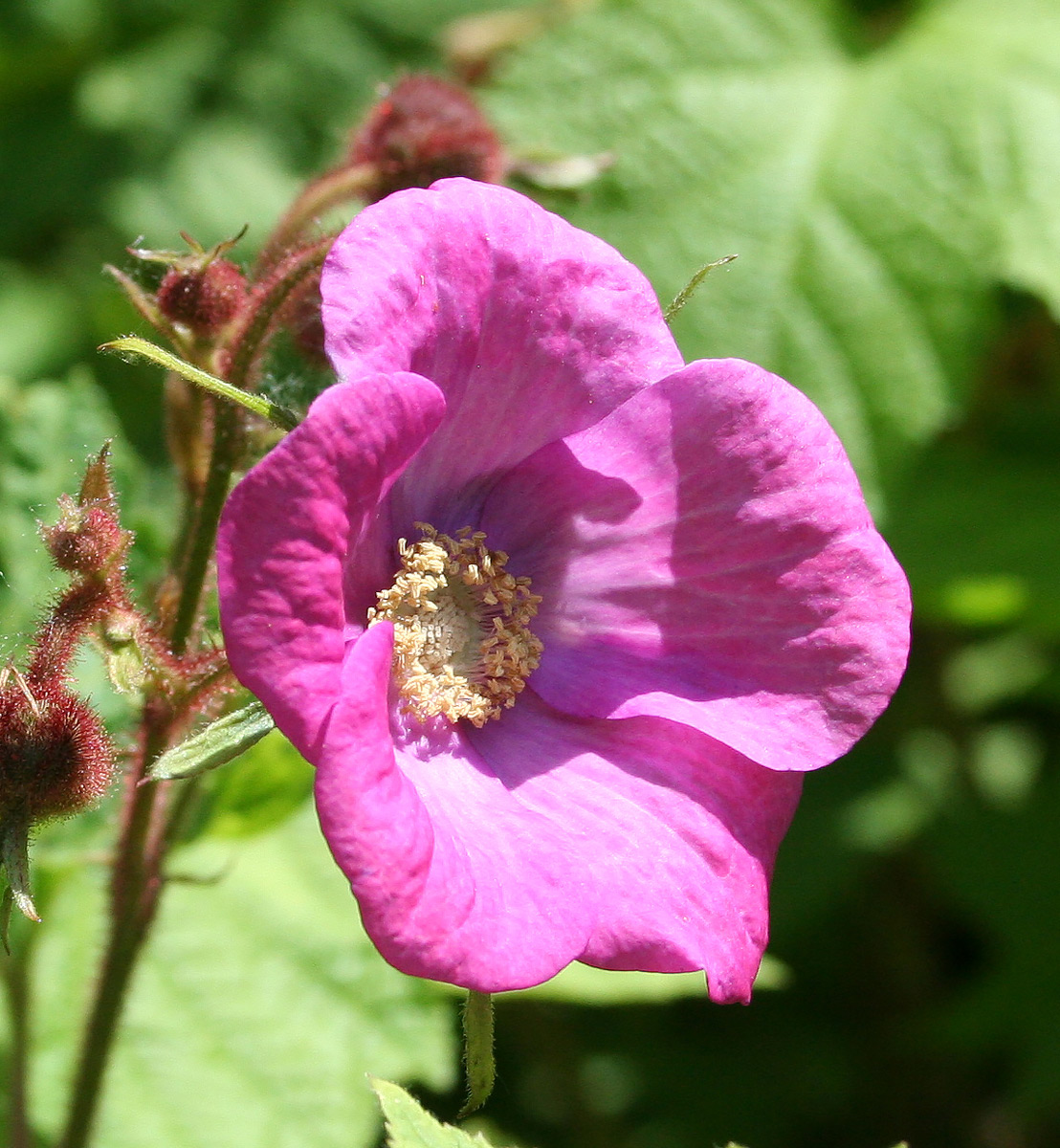 Image of Rubus odoratus specimen.