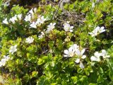 Saxifraga sibirica