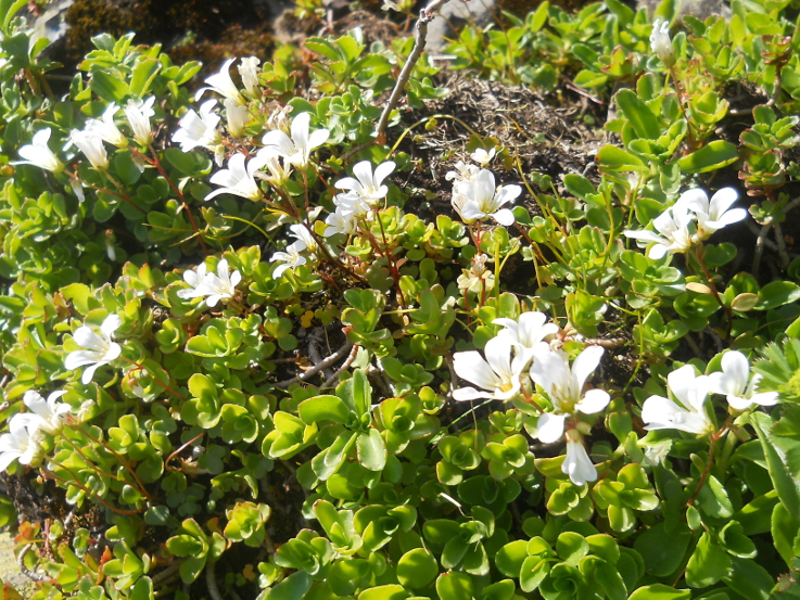 Image of Saxifraga sibirica specimen.