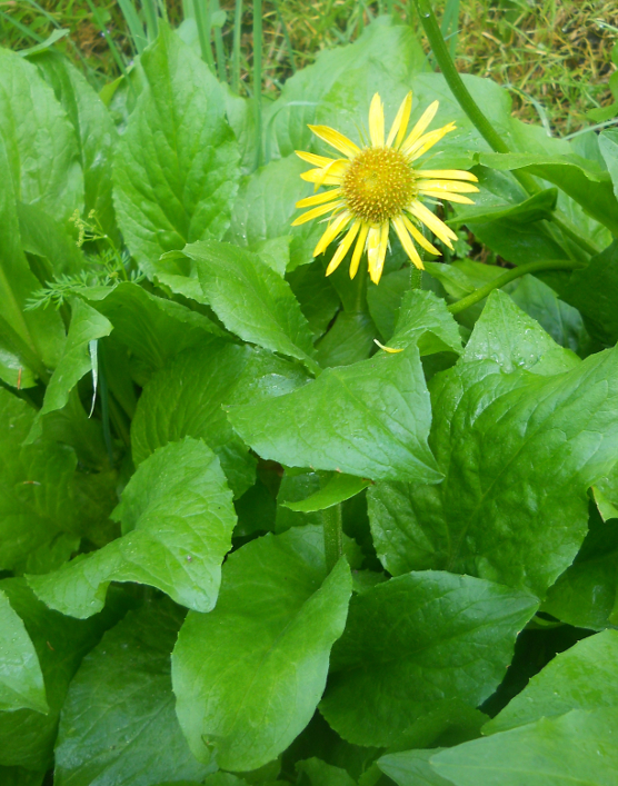 Image of Doronicum altaicum specimen.