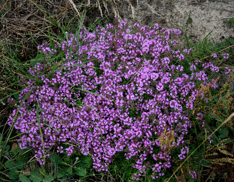 Image of Thymus serpyllum specimen.