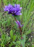 Campanula glomerata. Верхушка цветущего растения. Якутия (Саха), Нерюнгинский р-н, окр. пос. Чульман, руч. Китаянка. 19.07.2012.