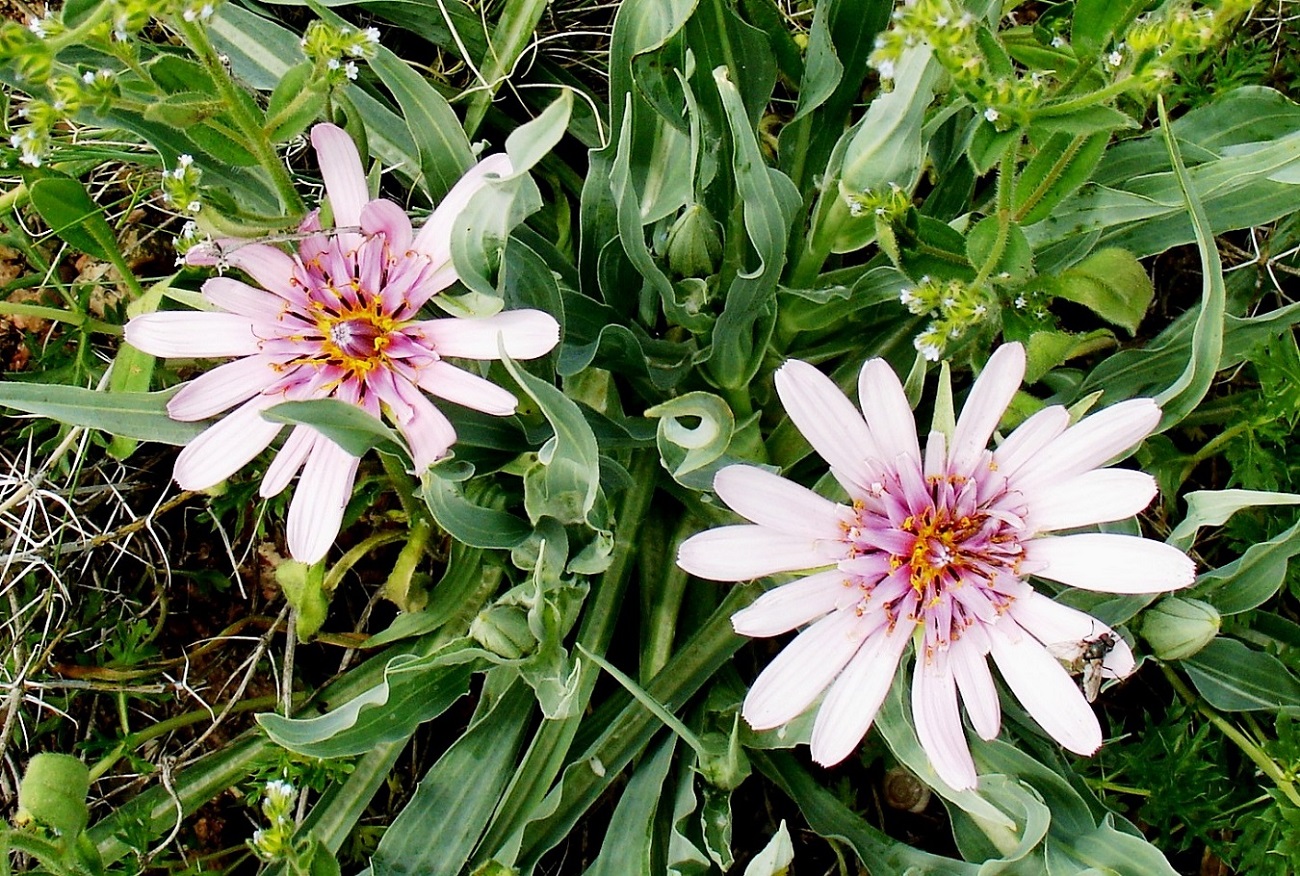 Изображение особи Tragopogon ruber.