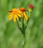 Tephroseris porphyrantha. Соцветие. Иркутская обл., Иркутский р-н, окр. дер. Ширяева, долина р. Урик, луг. 23.06.2015.