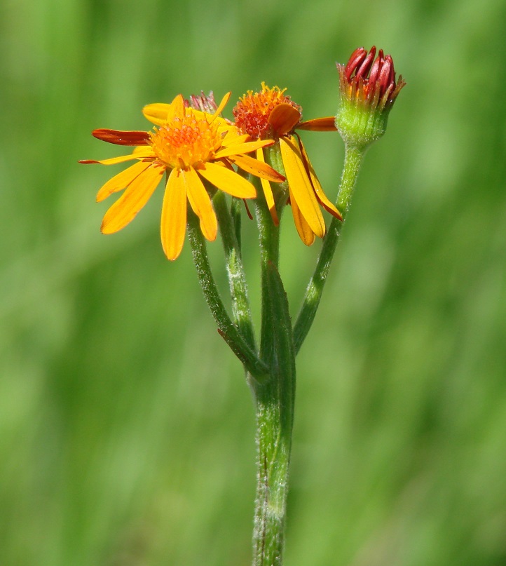 Изображение особи Tephroseris porphyrantha.